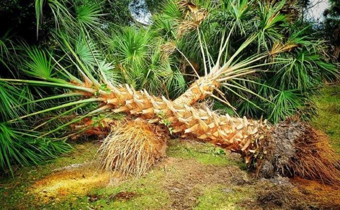 Best Palm Trees in Carolina