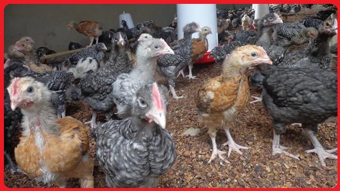 Ziwani Poultry :: Kuroiler Chicks For Sale in Kenya