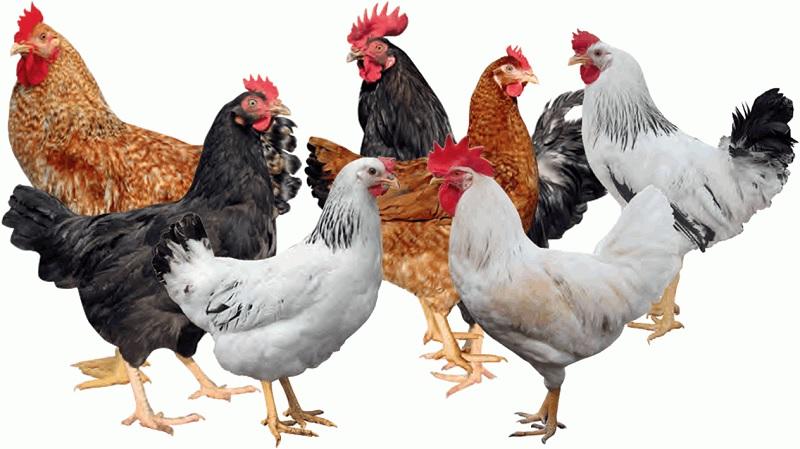 KARI Kienyeji chicken Farming :: ECOCHICKS POULTRY LIMITED - 072708728