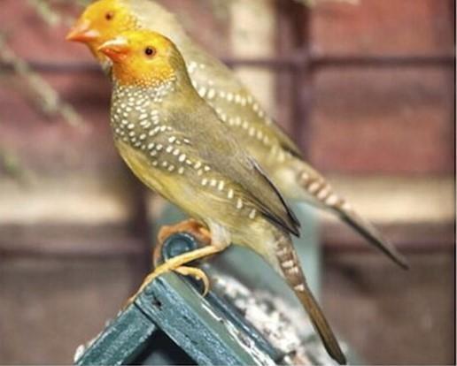 Online selling all kind of bird
